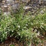 Symphyotrichum pilosum 形態