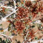 Gymnocarpos decander Flower