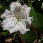 Rhododendron decorum Flor