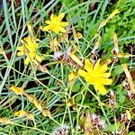 Sonchus leptocephalus Žiedas