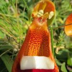 Calceolaria uniflora autre