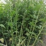 Urtica cannabina Habitus