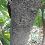 Pisonia brunoniana 樹皮