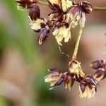 Luzula alpinopilosa Flower