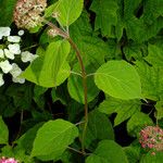 Hydrangea cinerea Habit