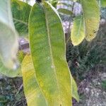 Asclepias syriaca Blad