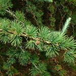 Larix kaempferi Лист