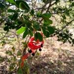 Pithecellobium diversifolium Fruit