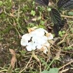 Lantana viburnoides Fleur