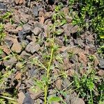 Phacelia heterophylla 花