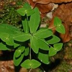 Euphorbia dulcis Hábito