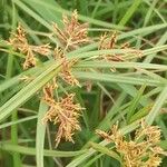 Cyperus longus Квітка