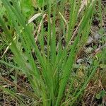 Sisyrinchium montanum Φύλλο