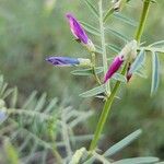 Vicia monantha Blüte