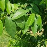 Berchemia scandens Leaf