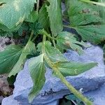 Doronicum columnae Leaf