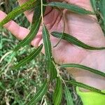 Salix nigra Leaf