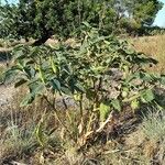 Datura innoxia Vekstform