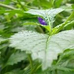 Stachytarpheta jamaicensis Blatt