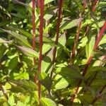 Lobelia cardinalis Leaf