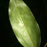 Taralea oppositifolia Frunză