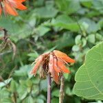 Erythrina arborescens Hàbitat