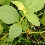 Solanum jamaicense Foglia