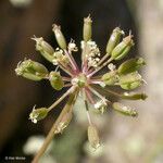 Perideridia californica Flower
