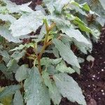 Begonia cubensis Feuille