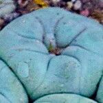 Lophophora diffusa Leaf