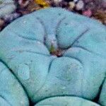 Lophophora diffusa Blad