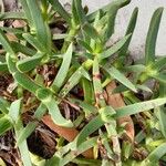 Carpobrotus glaucescens Lapas