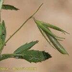 Ononis breviflora Leaf