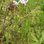 Pogonia ophioglossoides 整株植物