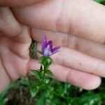 Campanula glomerata Кветка