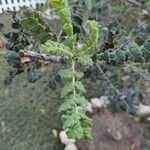 Boswellia sacra Leaf