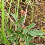 Indigofera volkensii Fuelha