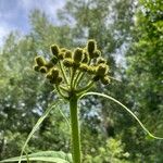 Sonchus palustris Fruit