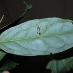 Diospyros bipindensis Hoja