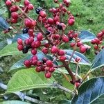 Viburnum odoratissimum ഫലം