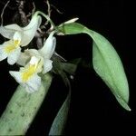 Rodriguezia candida Flor