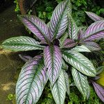 Strobilanthes auriculata Foglia