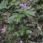 Cardamine pentaphyllos Kukka