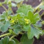 Alchemilla acutiloba Lapas