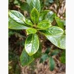 Chassalia gaertneroides Hoja