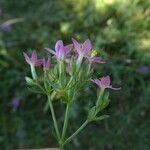 Centaurium erythraea Rinde