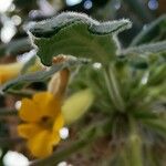 Senecio crassissimus Lapas