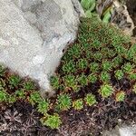 Saxifraga cuneata Pokrój