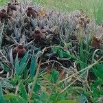 Orbea umbracula Habit