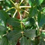 Polylepis australis Hoja